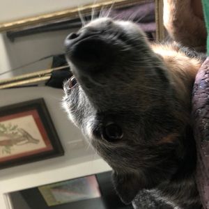 Doggo